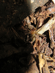 Loxosceles amazonica