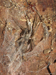 Xeropigo