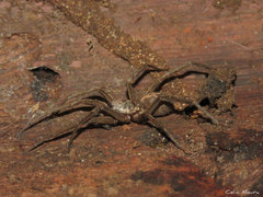 Xeropigo