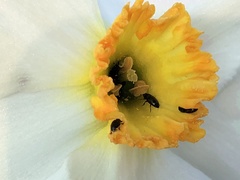 Brassicogethes aeneus