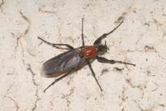 Bibio hortulanus