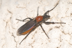 Bibio hortulanus