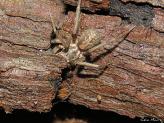Xeropigo