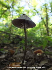 Mycena polygramma