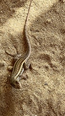 Leiocephalus personatus