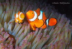 Amphiprion percula