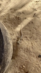 Leiocephalus personatus