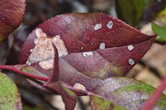 Cameraria gaultheriella