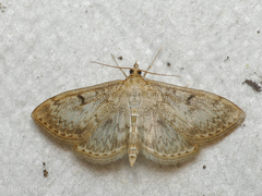 Anania perlucidalis
