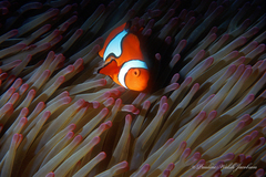 Amphiprion percula