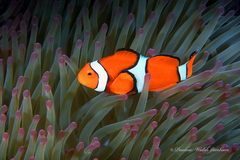 Amphiprion percula