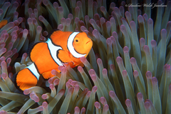 Amphiprion percula