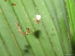 Nihonhimea tesselata