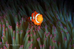 Amphiprion percula
