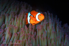 Amphiprion percula