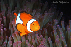 Amphiprion percula