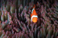 Amphiprion percula