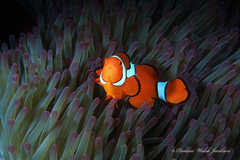 Amphiprion percula