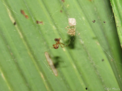 Nihonhimea tesselata