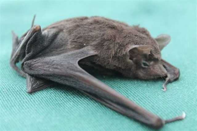 Seychelles Sheath-Tailed Bat