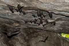 Seychelles Sheath-Tailed Bat photo 2