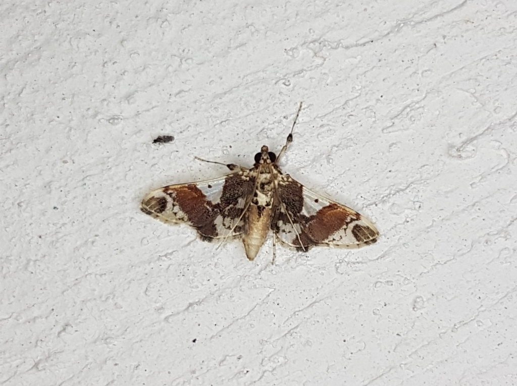 Syngamilyta pehlkei