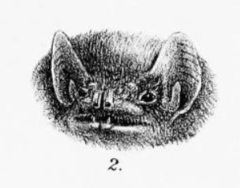 Seychelles Sheath-Tailed Bat photo 3