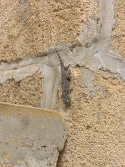 Tarentola mauritanica