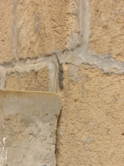 Tarentola mauritanica