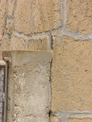 Tarentola mauritanica