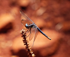 Dasythemis mincki