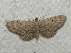 Eupithecia satyrata