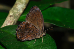 Praepedaliodes phanias