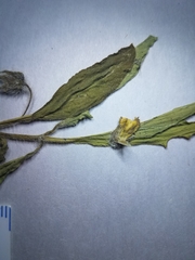 Physalis lanceolata