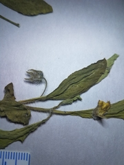 Physalis lanceolata