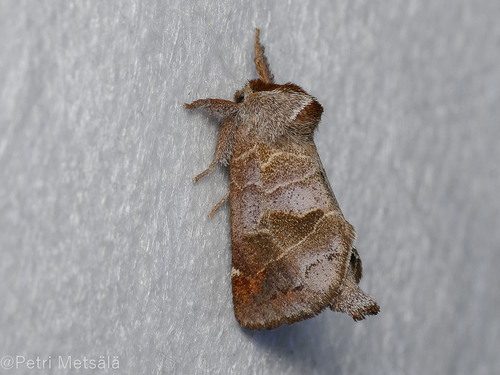 Small Chocolate-tip, photo 4 of 10