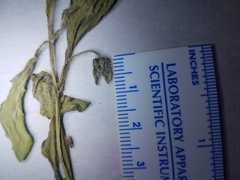 Physalis lanceolata