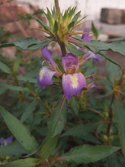 Hygrophila auriculata