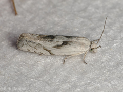 Eucosma metzneriana