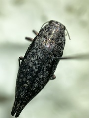 Dicerca caudata