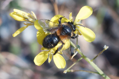 Andrena