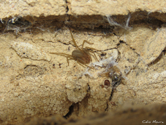 Loxosceles amazonica