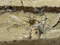 Loxosceles amazonica