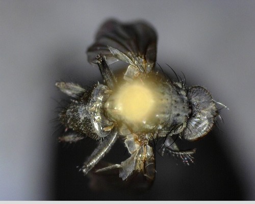 iNaturalist observation photo of Root-maggot Flies