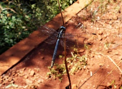 Dasythemis