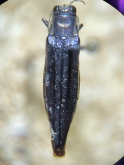 Agrilus ferrisi