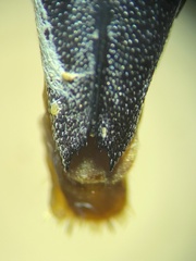Agrilus ferrisi