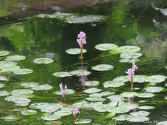 Pontederia diversifolia