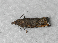 Ancylis unguicella