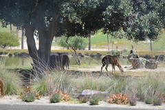 Tragelaphus